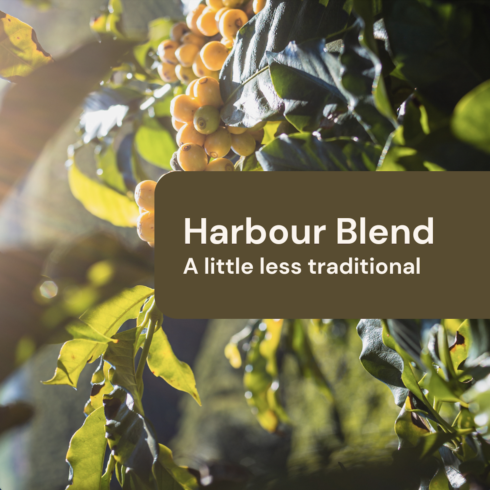 Harbour Blend